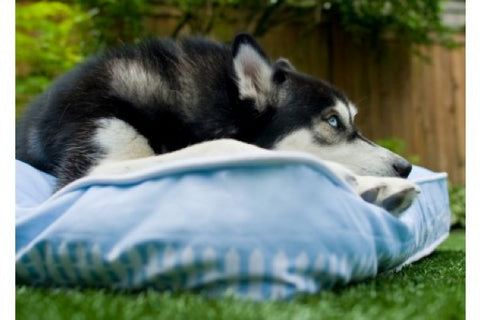 What Dogs Dream Rectangular Bed: Sky Blue Light/White
