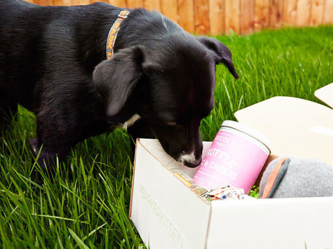Basic Gift Subscription
