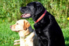 All Style No Stink Collar: Olive & Brown