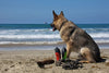 Treefrog Green (Large): Dog Water Bottle & Travel Bowl