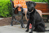 EcoLucks Leashes