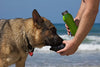 Treefrog Green (Large): Dog Water Bottle & Travel Bowl