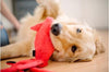 Giant Squid Toy