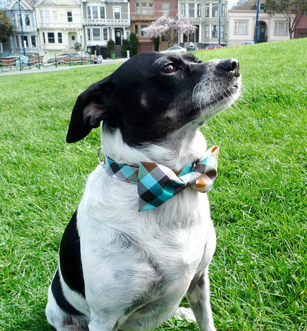 Dog with bow tie collar