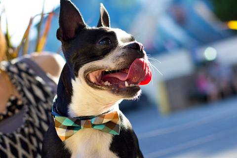 Bow Tie Collar, Plaid Emerald