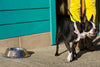 Bow Tie Collar, Plaid Seersucker: Blue & Orange