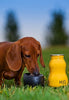 Bumble Bee Yellow (Small): Dog Water Bottle & Travel Bowl